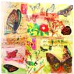Butterfly Garden