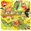 Butterfly Summer